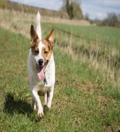 This Way Pup – Dog Walker Banbury