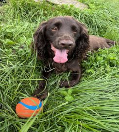 Walkies of West Bridgford