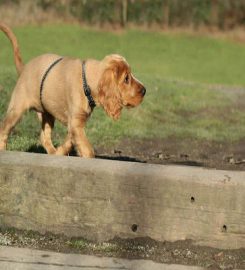 The Pet Watcher