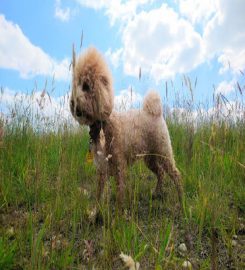 Teachers Pet Professional Dog Walking Services