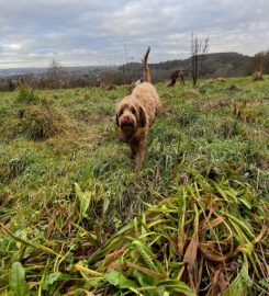 Arlo & Bruce Dog Walking and Sitting Services