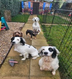 B&G Dog Daycare & Home Boarding