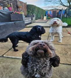 B&G Dog Daycare & Home Boarding