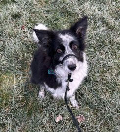 Muddy Paws