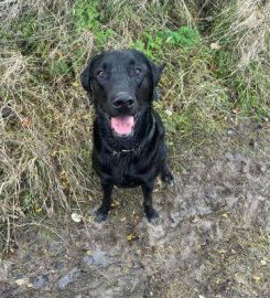 Muddy Paws