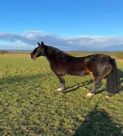 SJR Equestrian & Pet Sitting Services