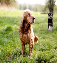 The Richmond Dog Walker