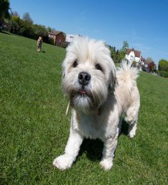 The Richmond Dog Walker