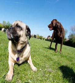 The Richmond Dog Walker