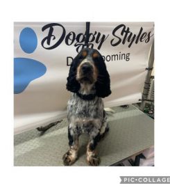 Doggy Styles Dog Grooming