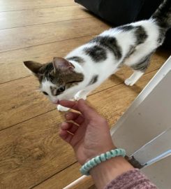 Cosy Cat Care – Harrogate Cat & Pet Visits