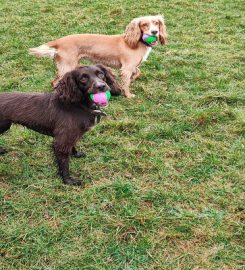 Canine Adventures Dog Walking Services Weston-super-Mare