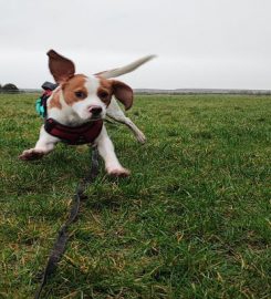 Canine Adventures Dog Walking Services Weston-super-Mare