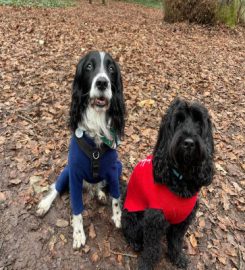 Snazzy Sniffers Dog Walking- Weston Super Mare