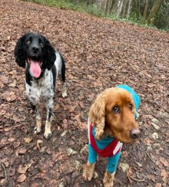 Snazzy Sniffers Dog Walking- Weston Super Mare