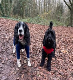 Snazzy Sniffers Dog Walking- Weston Super Mare