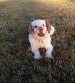 Norfolk Home Dog Boarding