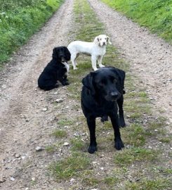 Norfolk Home Dog Boarding