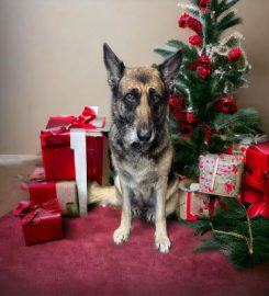 Paws Grooming Parlour