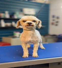 Cooper’s Canines Dog Grooming