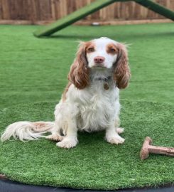 Pooch's Yard – Doggy Day Care / Creche