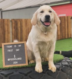 Pooch's Yard – Doggy Day Care / Creche