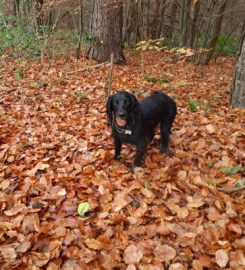 Tithe Barn Pet Care