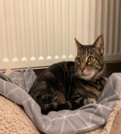 ToeBeans – Medway Cat Sitting Service