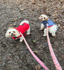 Bentley's Buddies dog walking in Medway