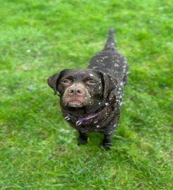 Bentley's Buddies dog walking in Medway