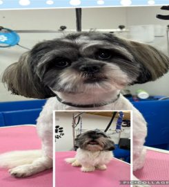 DogGoSpa Dog Grooming Cat Grooming