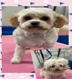 DogGoSpa Dog Grooming Cat Grooming