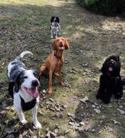 Lea Wood Cattery & Lea Wood Trails and Tails Dog Daycare