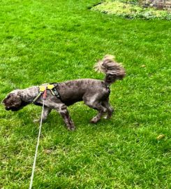 waggy walks gainsborough