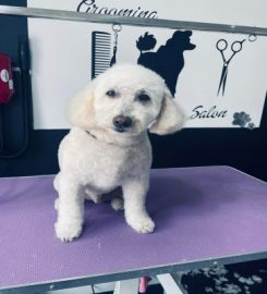 Pristine Paws mobile dog grooming