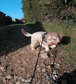 LEAD STAMFORD DOG WALKING