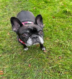 Stamford Paws Dog Walking And Pet Sitting