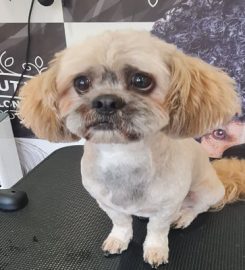 V.I.PET Grooming Studio Boston UK