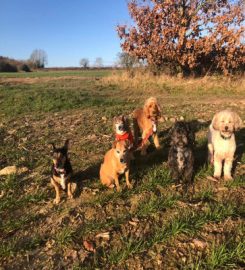 Little Pet Paws – Dog Walker and Pet Care Services