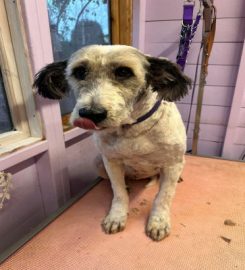 Woody Woods DogGrooming /Dog Day Care