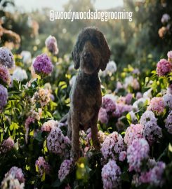 Woody Woods DogGrooming /Dog Day Care