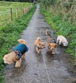 Merlin's Pals Dog Walking & Pet Care Services