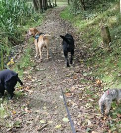 Merlin's Pals Dog Walking & Pet Care Services