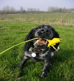 Littlepaws dog walking services