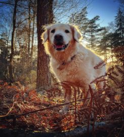 Canis Central Dog Walking