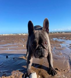 Beach Life Pups