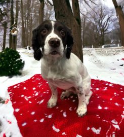 Scruffy to Fluffy dog grooming