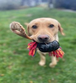 Shepherd's Pooches