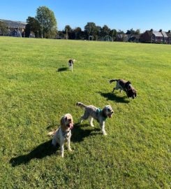 Leader Of The Pack – Dog Walking Services