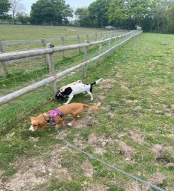 Pooch's Playpen